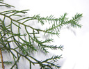 virginischer wacholder (juniperus virginiana), blätter schuppen- und nadelförmig auf einem trieb gemischt || foto details: 2009-01-26, innsbruck, austria, Pentax W60. keywords: eastern redcedar, red cedar, eastern juniper, red juniper, pencil cedar, chansha, hante, bleistiftzeder, virginische zeder, virginische rotzeder